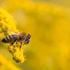 Das Jahr der Bienen