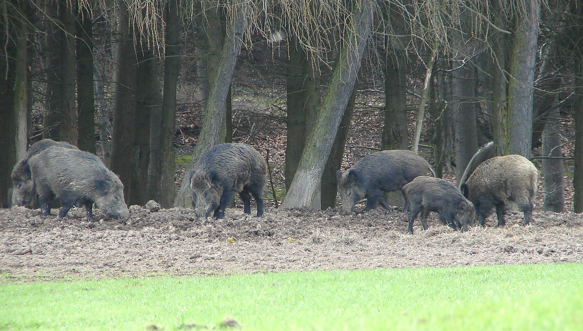 Das Jahr des Schweines bringt in China Glück