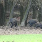 Das Jahr des Schweines bringt in China Glück