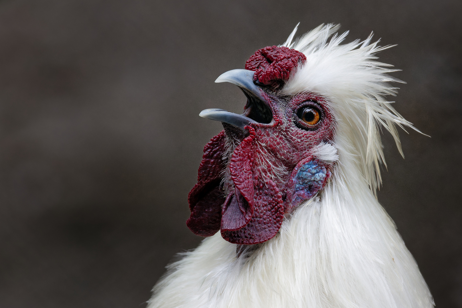 Das Japanische Seidenhuhn , ...