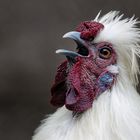 Das Japanische Seidenhuhn , ...