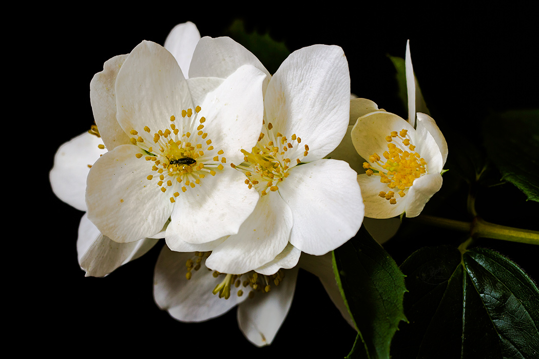 Das Jasmin blüht, der Sommer beginnt.