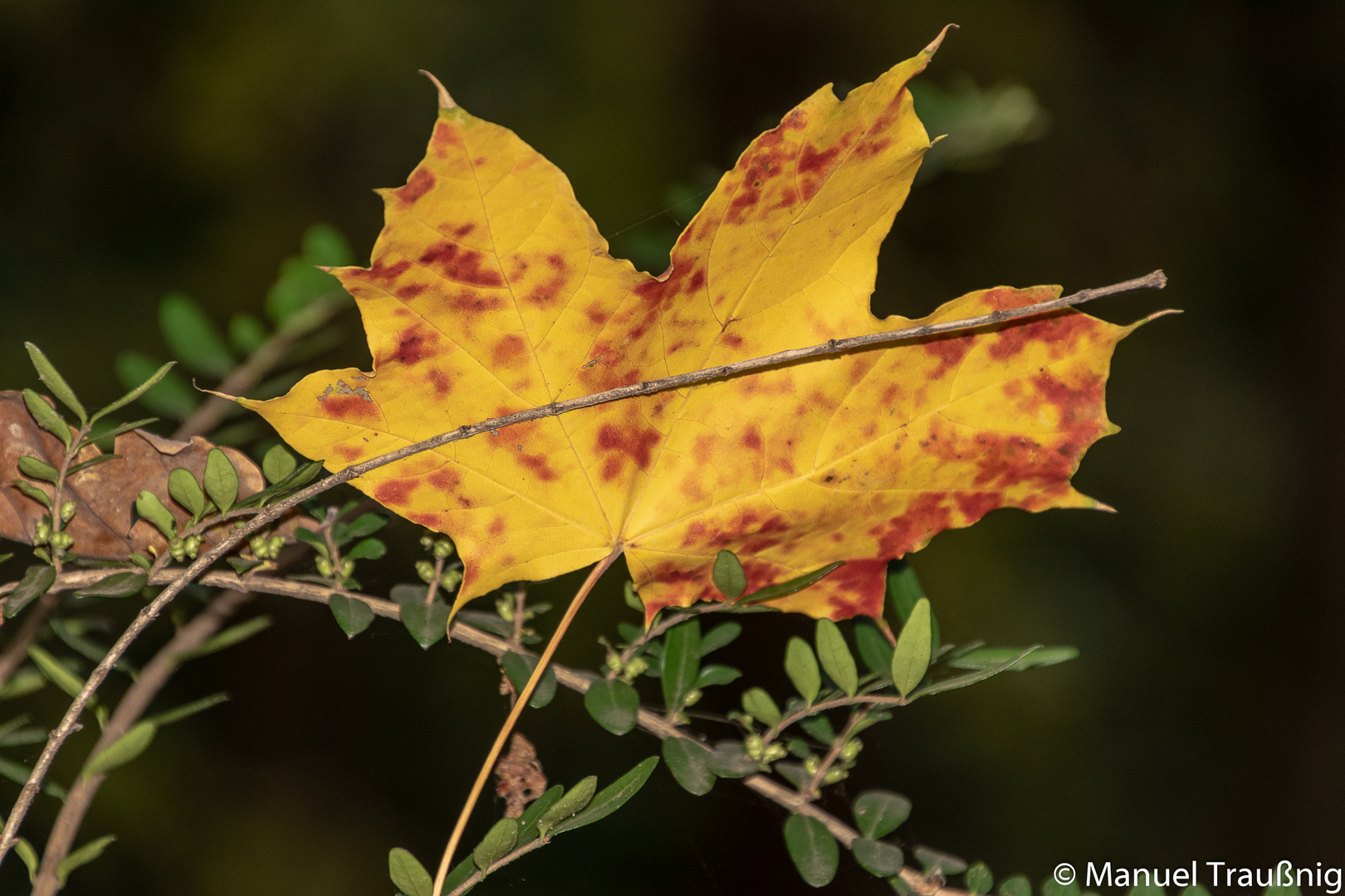 Das Jaworskyi Blatt