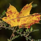 Das Jaworskyi Blatt