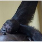 Das jüngste Tier im Zoo - ein Gorulla-Baby