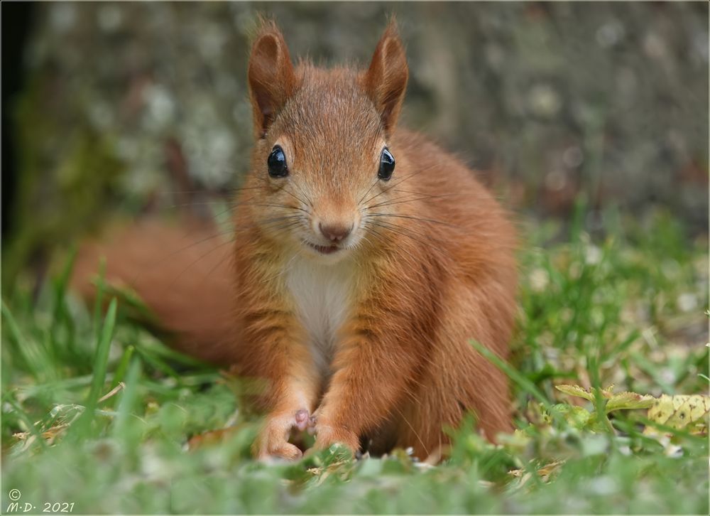 Das junge Eichhörnchen ...