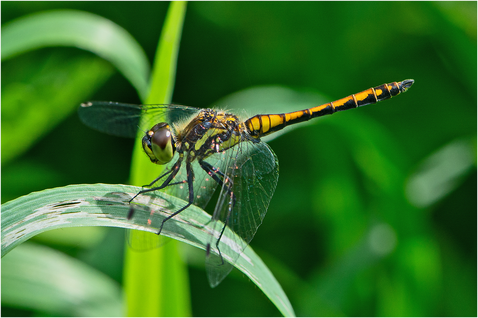 Das junge Männchen der Schwarzen Heidelibelle (Sympetrum danae) (?) . . .