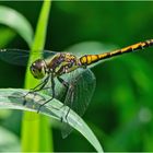 Das junge Männchen der Schwarzen Heidelibelle (Sympetrum danae) (?) . . .