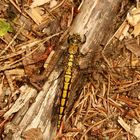 Das junge Männchen des Großen Blaupfeils (Orthetrum cancellatum)