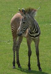 Das junge Zebra...