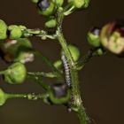 Das Jungräupchen des Braunwurz-Mönchs (Cucullia scrophulariae) - ...