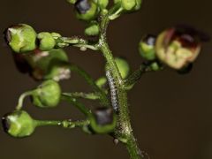 Das Jungräupchen des Braunwurz-Mönchs (Cucullia scrophulariae) - ...