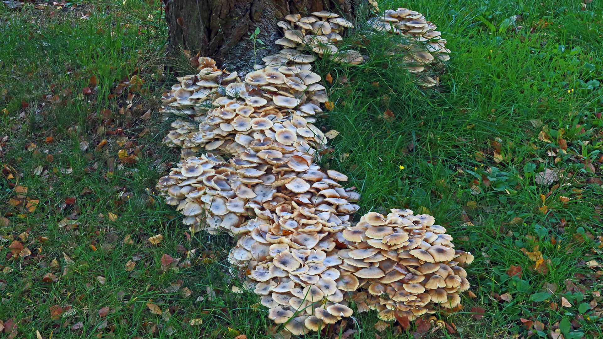 Das k l e i n e Körbchen mit Pilzen hätte ich auf unserem Hof