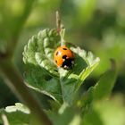 Das Käfer :P