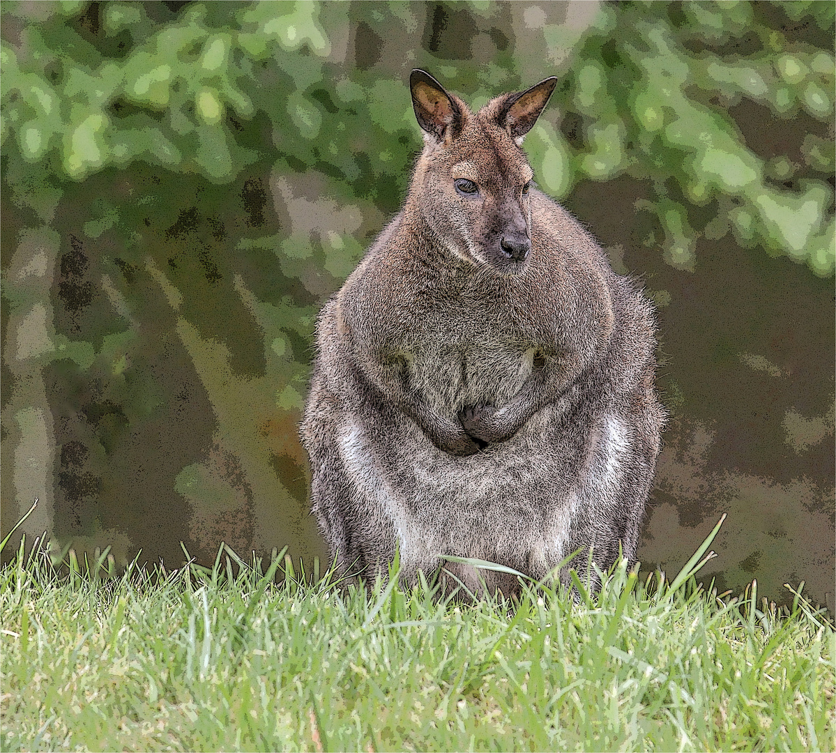 Das Känguru