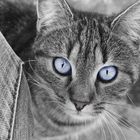 Das Kätzchen mit den blauen Augen