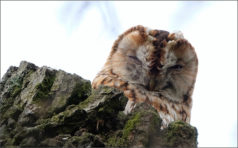 Das Käuzchen