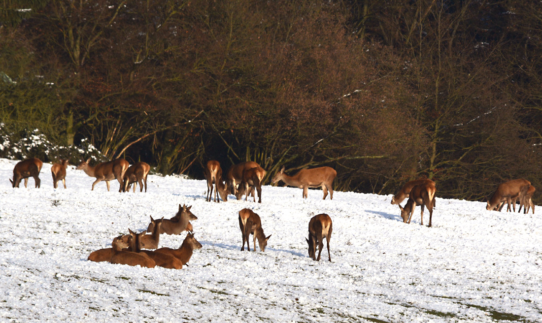 Das Kahlwild genießt die Sonne am Sonntag II