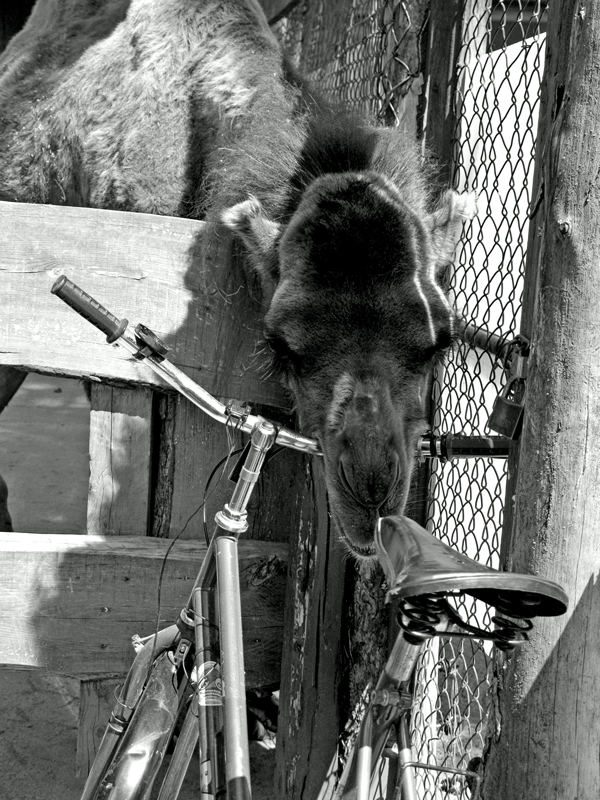 das Kamel frisst gerne Fahrräder