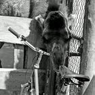 das Kamel frisst gerne Fahrräder