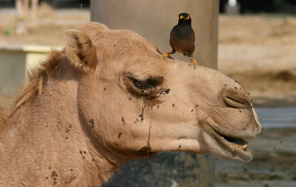 Das Kamel hat einen Vogel