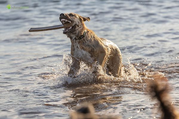 Das Kamel namens Bär (Oso)