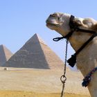 Das Kamel und die Pyramieden