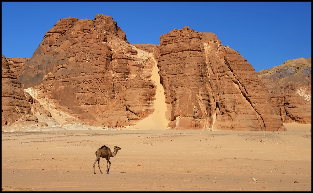 Das Kamel und die Wüste