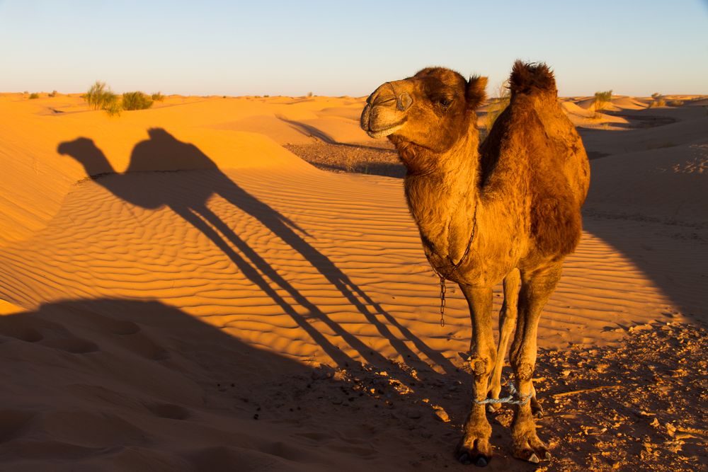 Das Kamel und sein Schatten