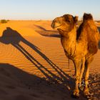 Das Kamel und sein Schatten