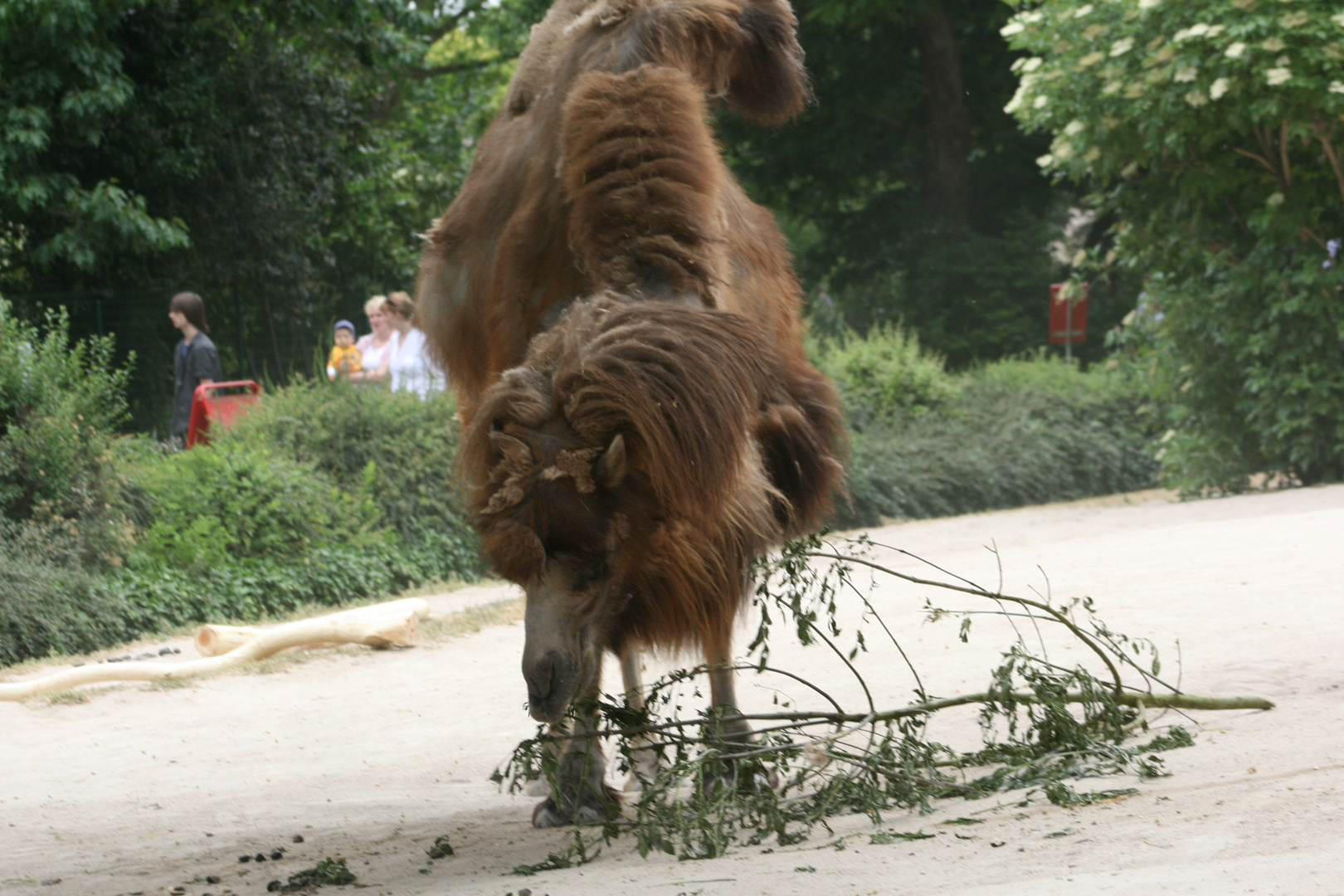 Das Kamel vom Karlsruher Zoo