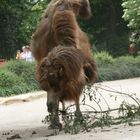 Das Kamel vom Karlsruher Zoo