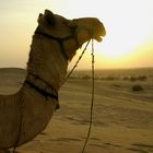 Das Kamel...der Sonne entgegen