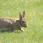 Das Kaninchen