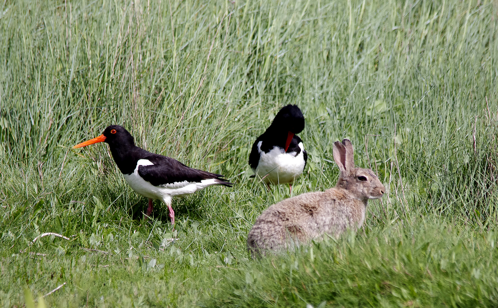 das Kaninchen mit seinen Bodyguards