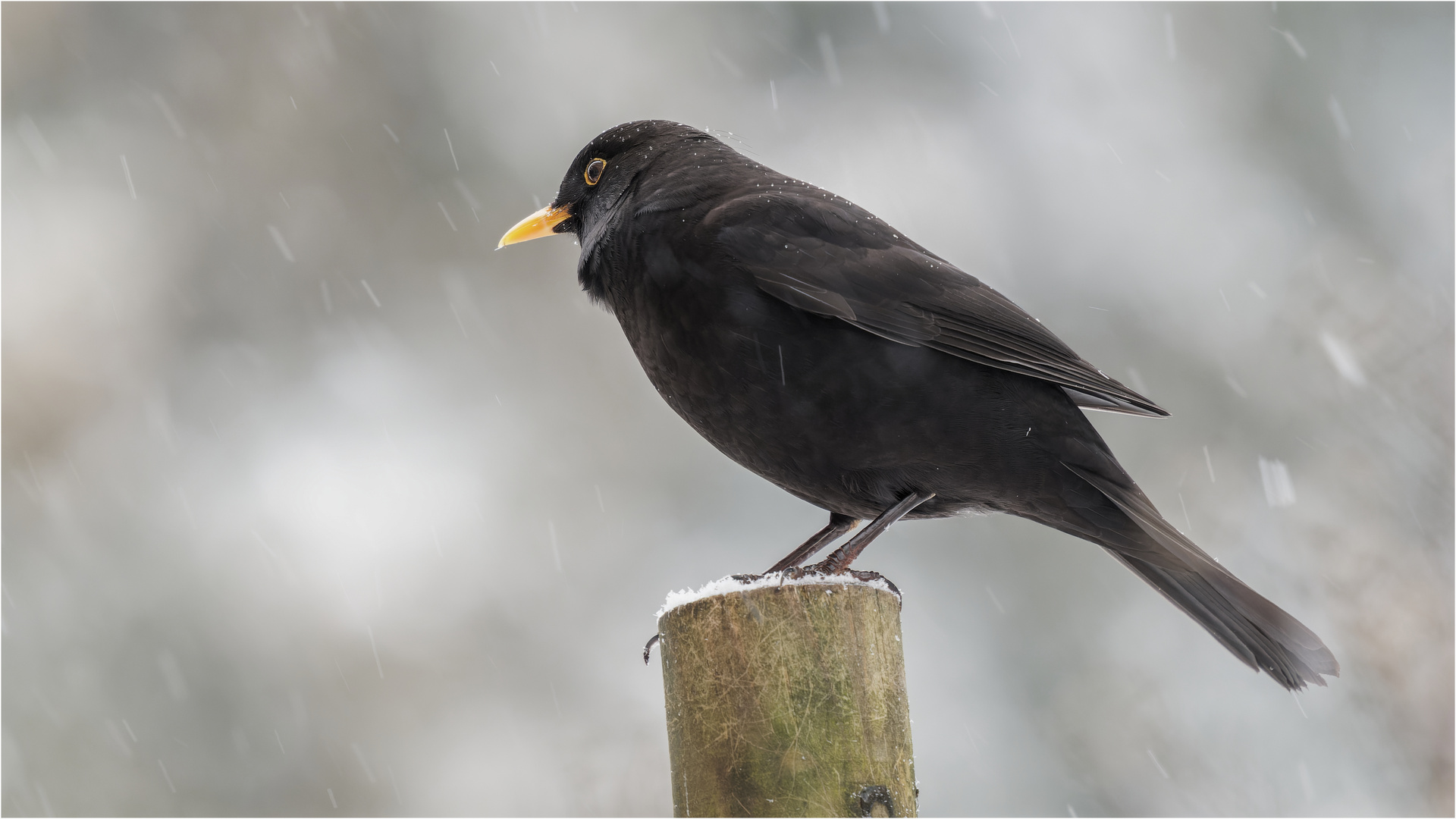 das kann doch eine Amsel nicht erschüttern  .....