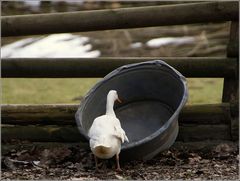 das kann doch wohl nicht angehen....kein Wasser im Becken....!!