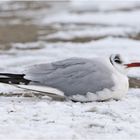 Das kann eine Eismöwe - Pardon Lachmöwe - nicht erschüttern, . . .