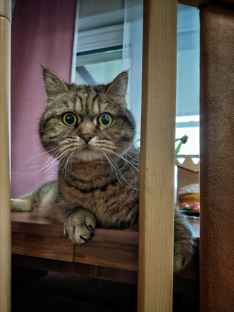 das-kann-nicht-sein-foto-bild-tiere-haustiere-katzen-bilder-auf