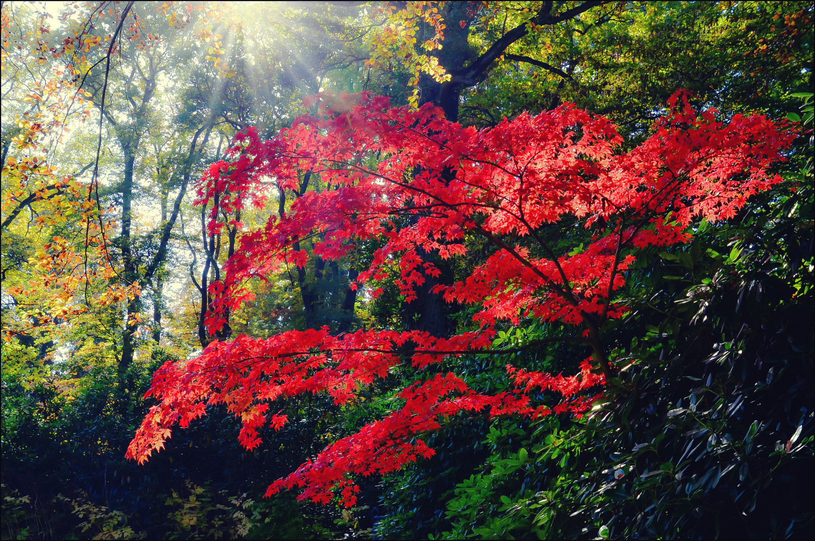 Das kann nur der Herbst