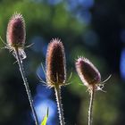 das "Karden-Trio"