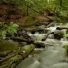 Das Karlstal ist eines der schönsten Wanderziele im Pfälzerwald - vielleicht...