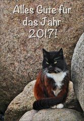 Das Katzen-Orakel ...