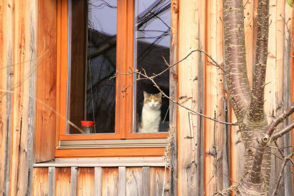 Das Katzenfenster 2
