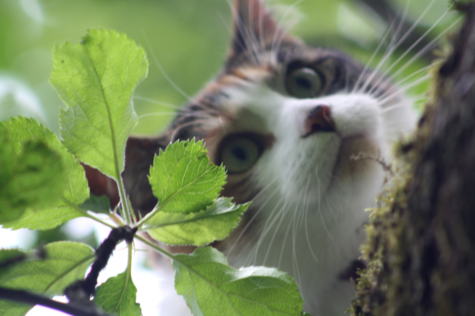 Das Katzenleben