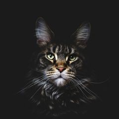 Das Katzenportrait