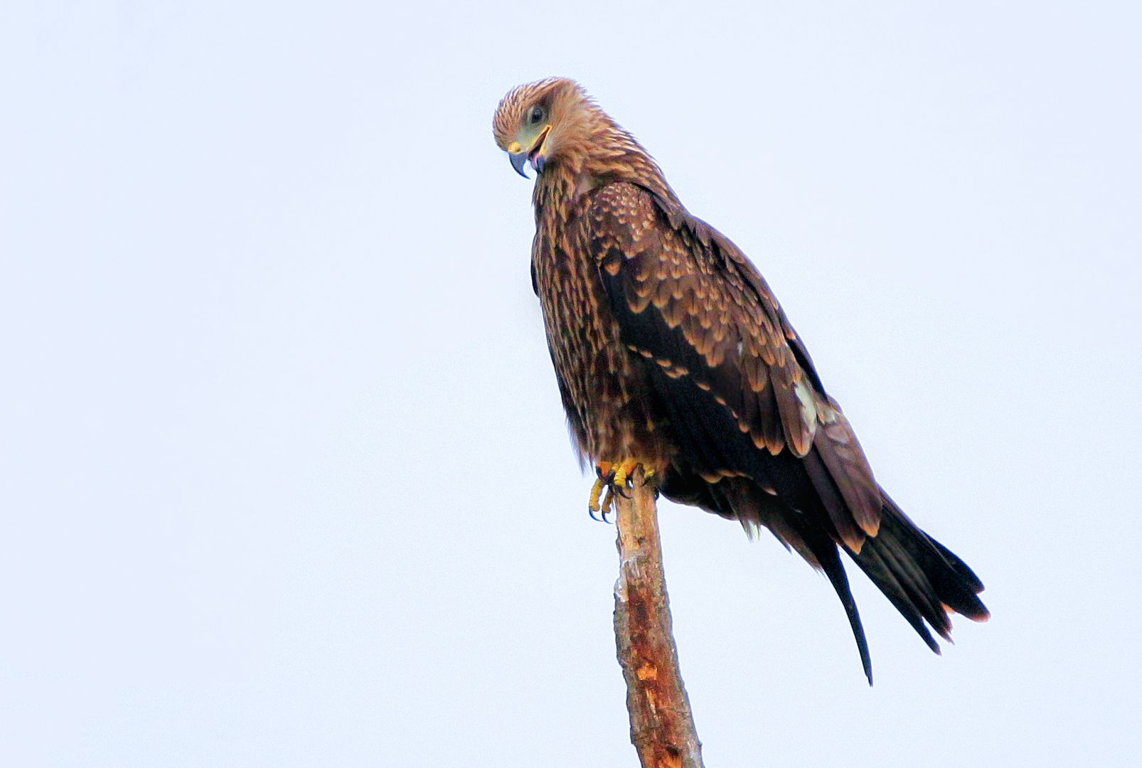 DAS KIND IM RAUBVOGEL