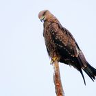 DAS KIND IM RAUBVOGEL