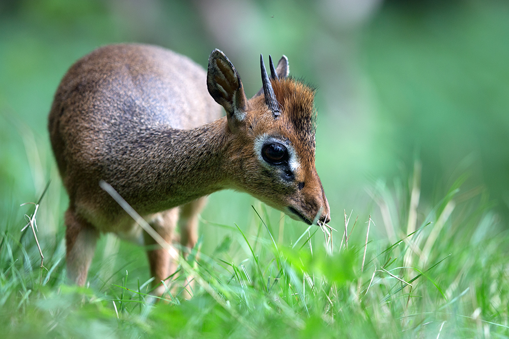 Das Kirk-Dikdik ist eine der kleinsten Antilopen Afrikas.