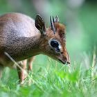 Das Kirk-Dikdik ist eine der kleinsten Antilopen Afrikas.